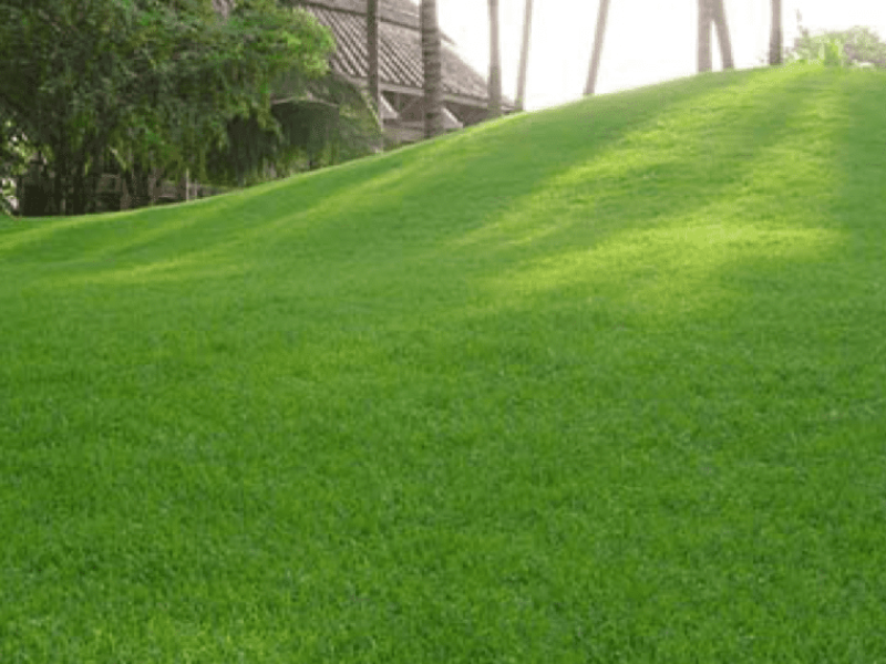 Tổng Hợp Các Loại Cỏ Sân Vườn Được Ưa Chuộng Nhất Hiện Nay