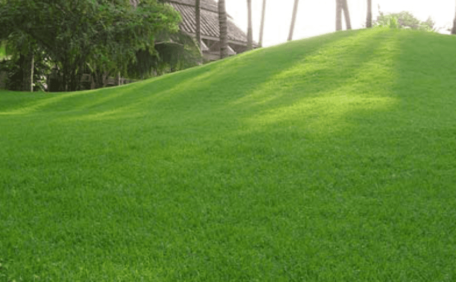 Summary of the Most Popular Garden Grass Types Today