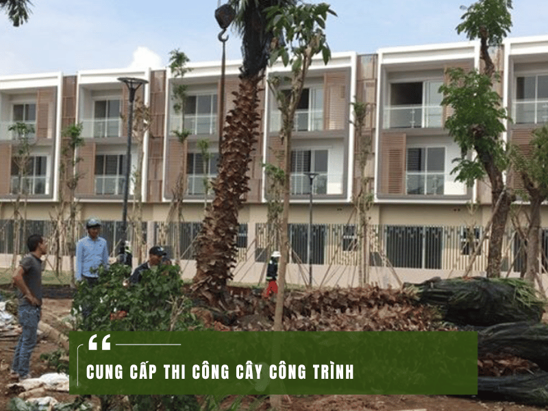 Cung Cấp Cây Công Trình Chuyên Nghiệp